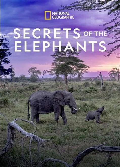 Secrets of the elephants - Watch Secrets of the Elephants - English Documentary TV Series on Disney+ Hotstar now. Watchlist. Share. Secrets of the Elephants. 1 Season 4 Episodes Documentary 13+ Nat Geo. From the secrets of communication to the depths of their emotions, this series will change everything you thought you knew about elephants forever. ...